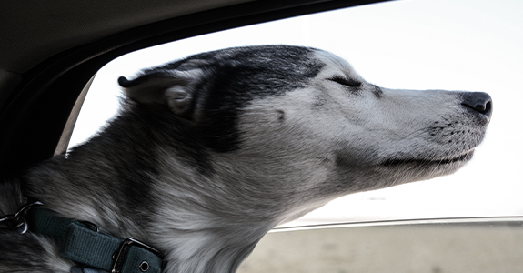 Ways to keep your dog safe during car rides